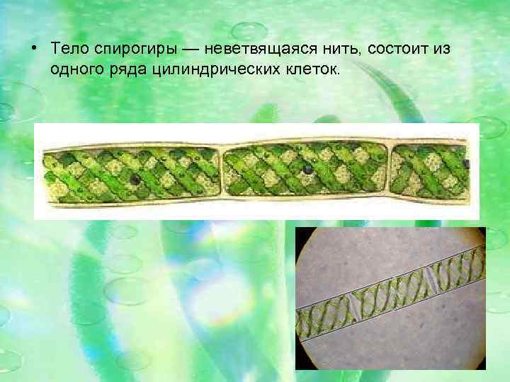  • Тело спирогиры — неветвящаяся нить, состоит из одного ряда цилиндрических клеток. 