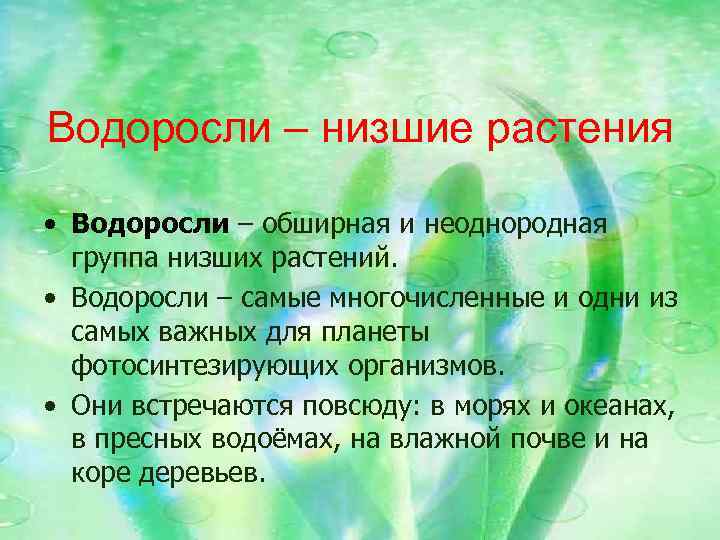 Водоросли – низшие растения • Водоросли – обширная и неоднородная группа низших растений. •