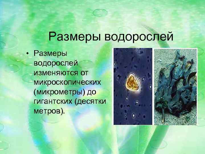 Размеры водорослей • Размеры водорослей изменяются от микроскопических (микрометры) до гигантских (десятки метров). 