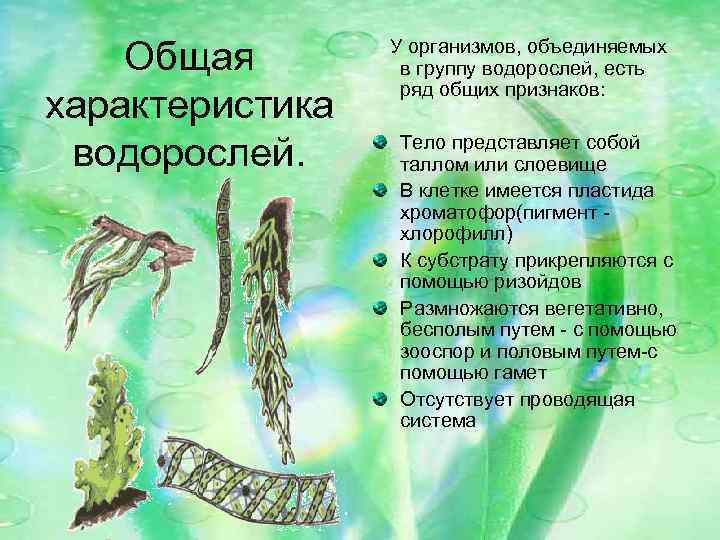 Общая характеристика водорослей. У организмов, объединяемых в группу водорослей, есть ряд общих признаков: Тело