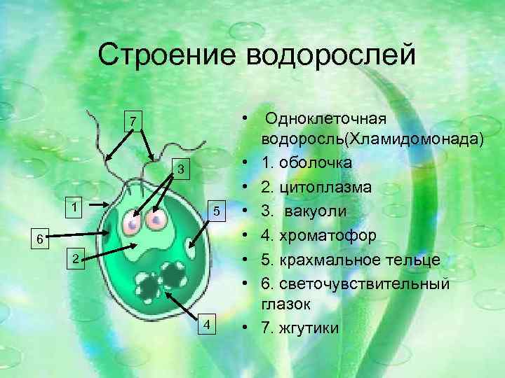 Строение водорослей 7 3 1 5 6 2 4 • Одноклеточная водоросль(Хламидомонада) • 1.