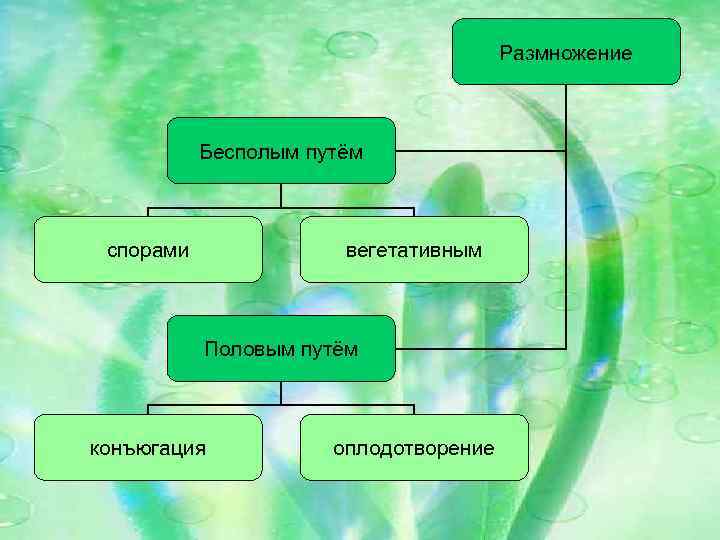 Размножение Бесполым путём спорами вегетативным Половым путём конъюгация оплодотворение 