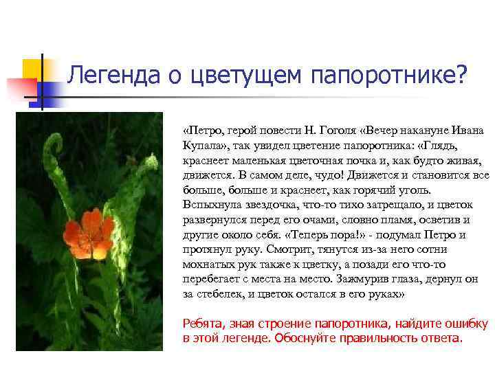 Легенда о цветущем папоротнике? «Петро, герой повести Н. Гоголя «Вечер накануне Ивана Купала» ,