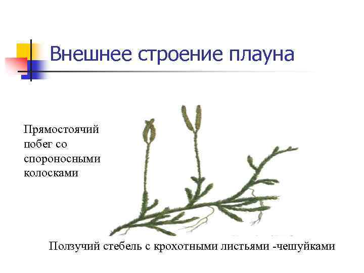 Внешнее строение плауна Прямостоячий побег со спороносными колосками Ползучий стебель с крохотными листьями -чешуйками