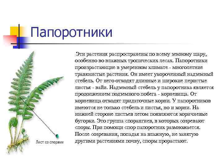 Папоротники Эти растения распространены по всему земному шару, особенно во влажных тропических лесах. Папоротники