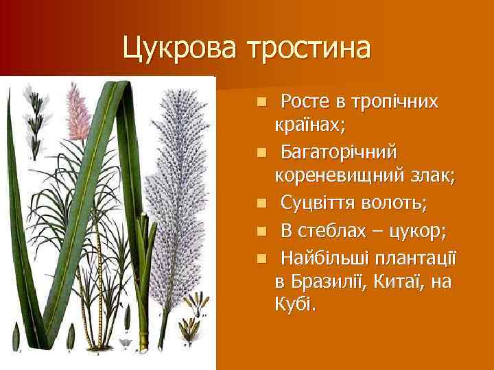 Цукрова тростина n n n Росте в тропічних країнах; Багаторічний кореневищний злак; Суцвіття волоть;