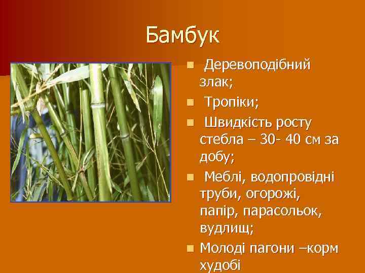 Бамбук n n n Деревоподібний злак; Тропіки; Швидкість росту стебла – 30 - 40