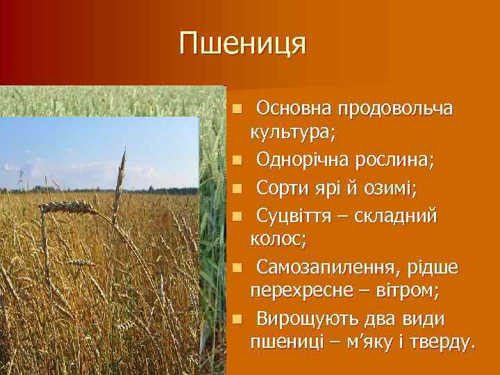 Пшениця n n n Основна продовольча культура; Однорічна рослина; Сорти ярі й озимі; Суцвіття