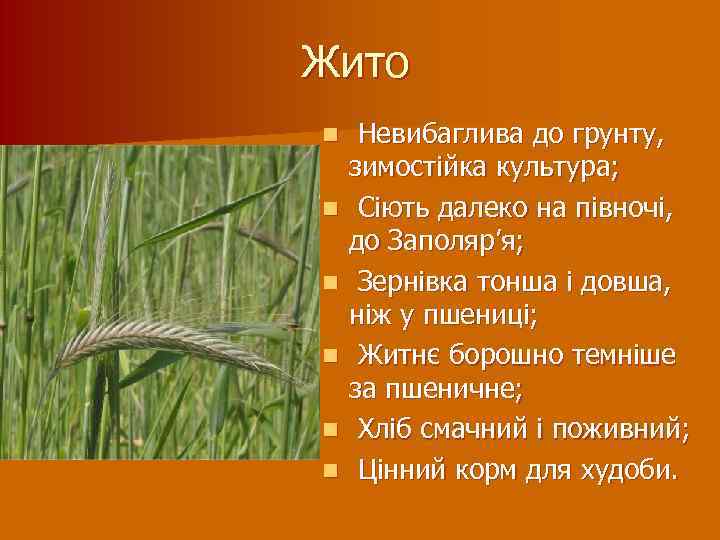 Жито n n n Невибаглива до грунту, зимостійка культура; Сіють далеко на півночі, до