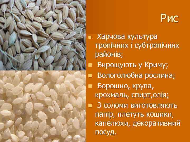 Рис n n n Харчова культура тропічних і субтропічних районів; Вирощують у Криму; Вологолюбна