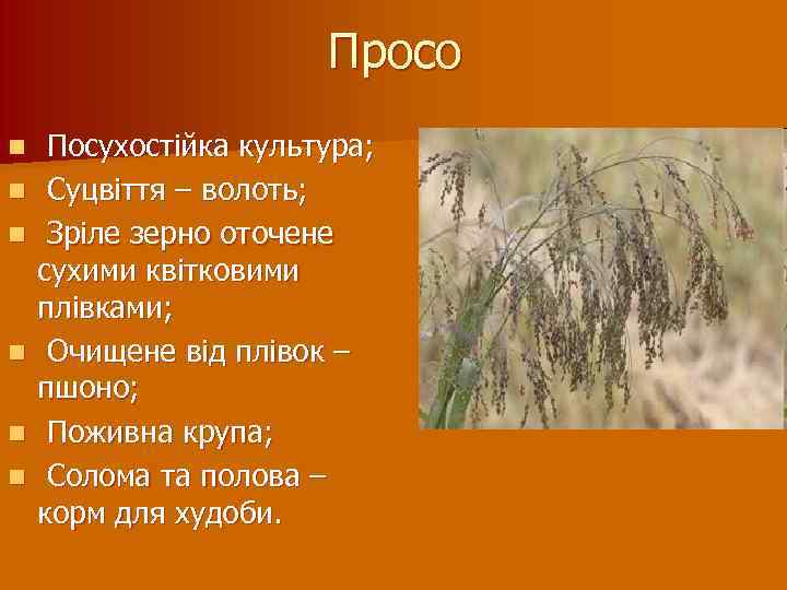 Просо n n n Посухостійка культура; Суцвіття – волоть; Зріле зерно оточене сухими квітковими