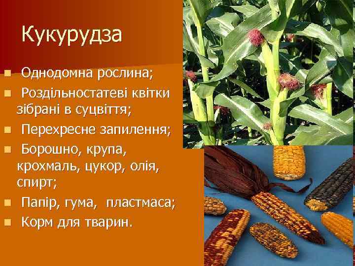 Кукурудза n n n Однодомна рослина; Роздільностатеві квітки зібрані в суцвіття; Перехресне запилення; Борошно,