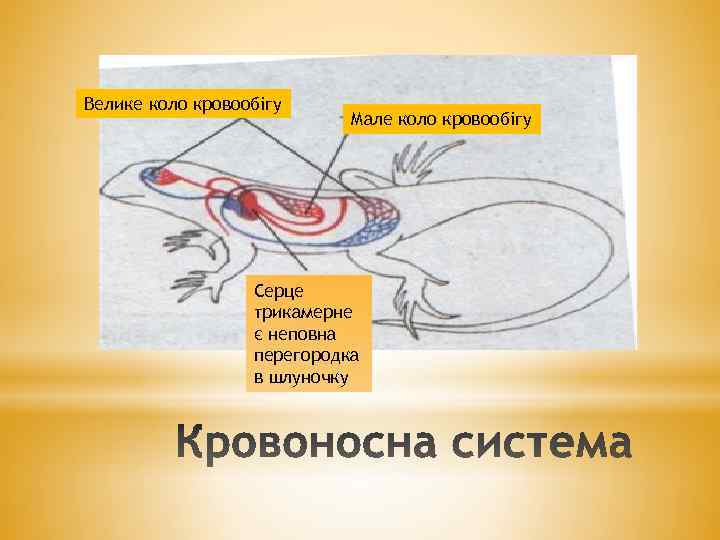 Велике коло кровообігу Мале коло кровообігу Серце трикамерне є неповна перегородка в шлуночку 