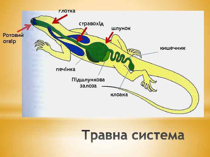 глотка стравохід шлунок Ротовий отвір кишечник печінка Підшлункова залоза клоака 