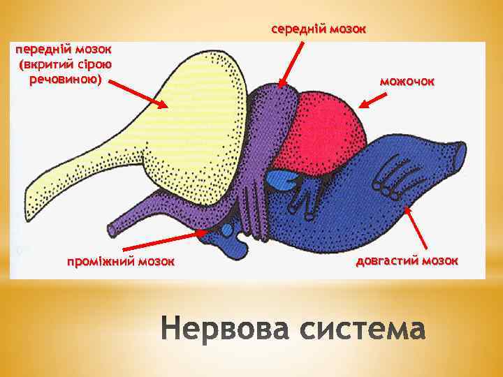 середній мозок передній мозок (вкритий сірою речовиною) проміжний мозок можочок довгастий мозок 