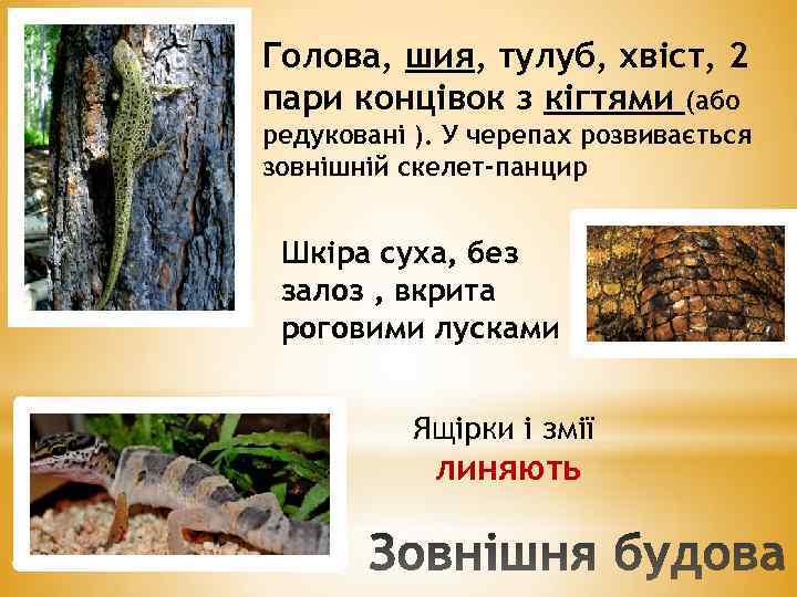 Голова, шия, тулуб, хвіст, 2 пари концівок з кігтями (або редуковані ). У черепах