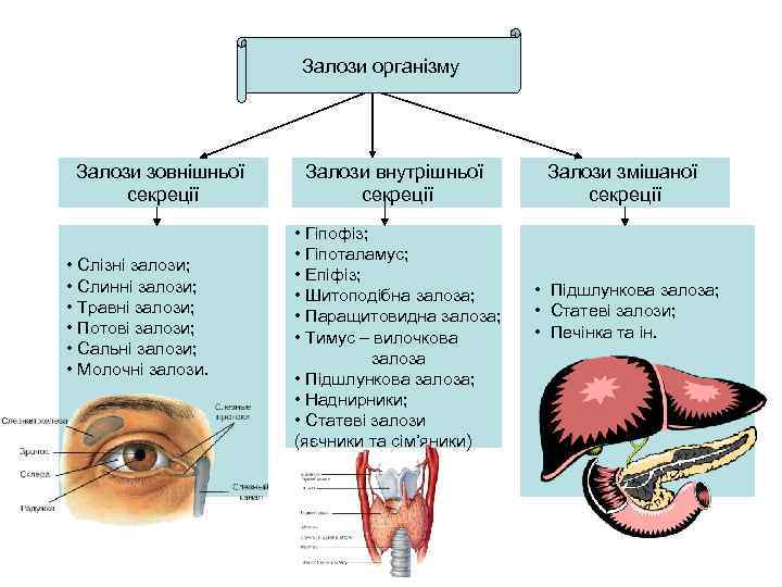Залози організму Залози зовнішньої секреції • Слізні залози; • Слинні залози; • Травні залози;