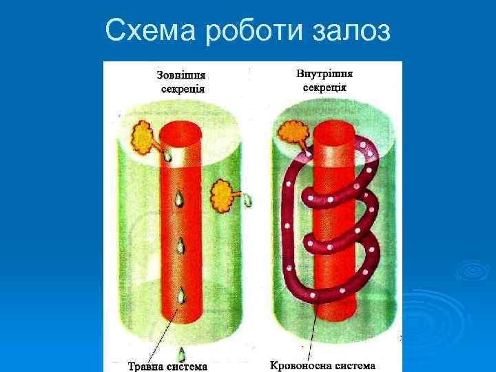 Схема роботи залоз 