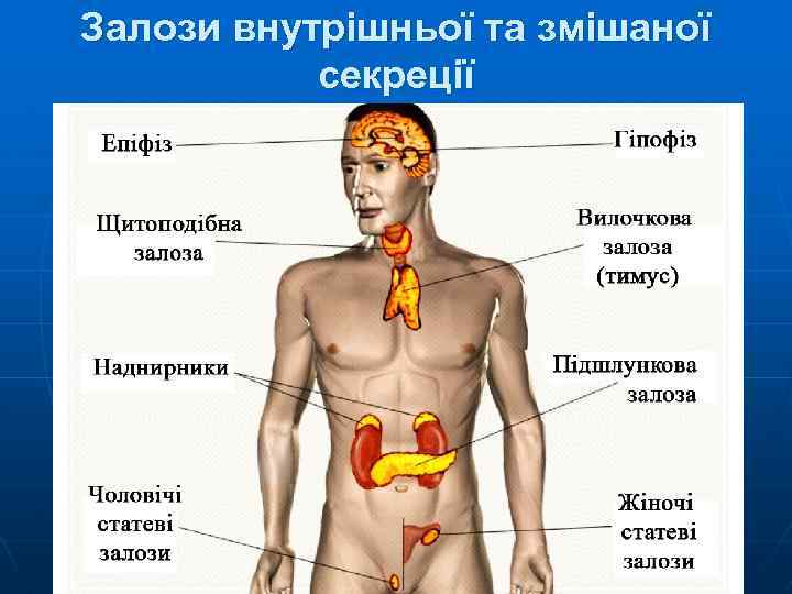 Залози внутрішньої та змішаної секреції 