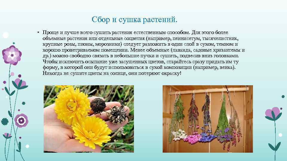 Сбор и сушка растений. • Проще и лучше всего сушить растения естественным способом. Для