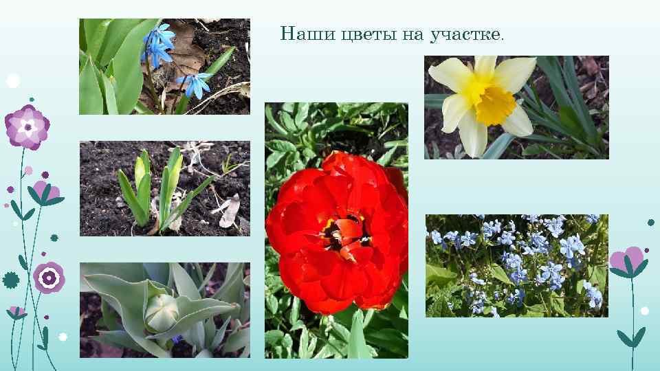 Наши цветы на участке. 