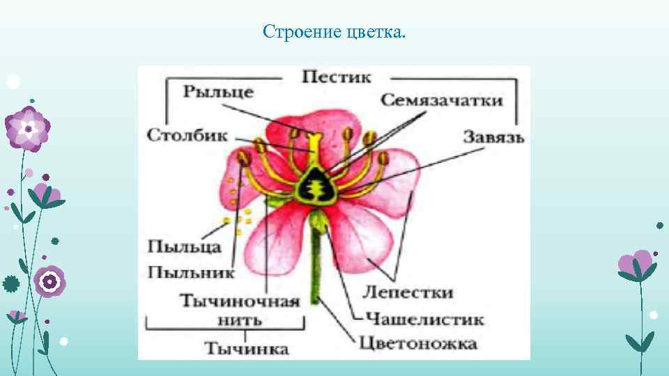 Строение цветка. 