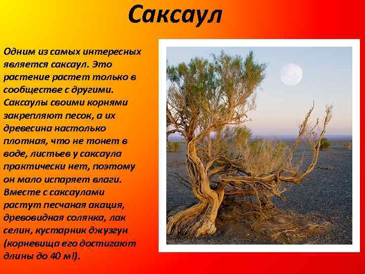 Саксаул Одним из самых интересных является саксаул. Это растение растет только в сообществе с