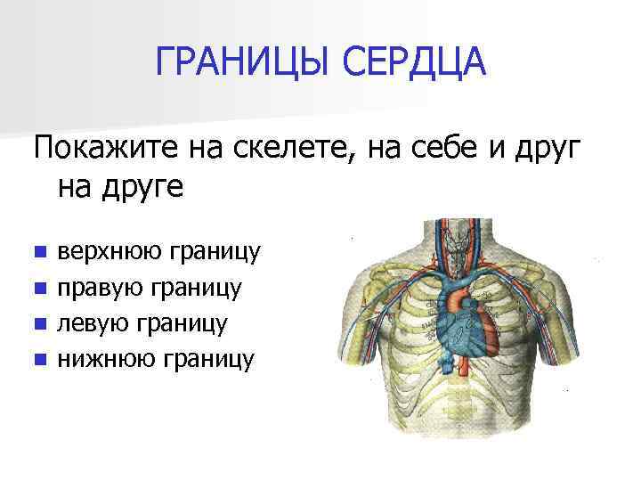 ГРАНИЦЫ СЕРДЦА Покажите на скелете, на себе и друг на друге n n верхнюю