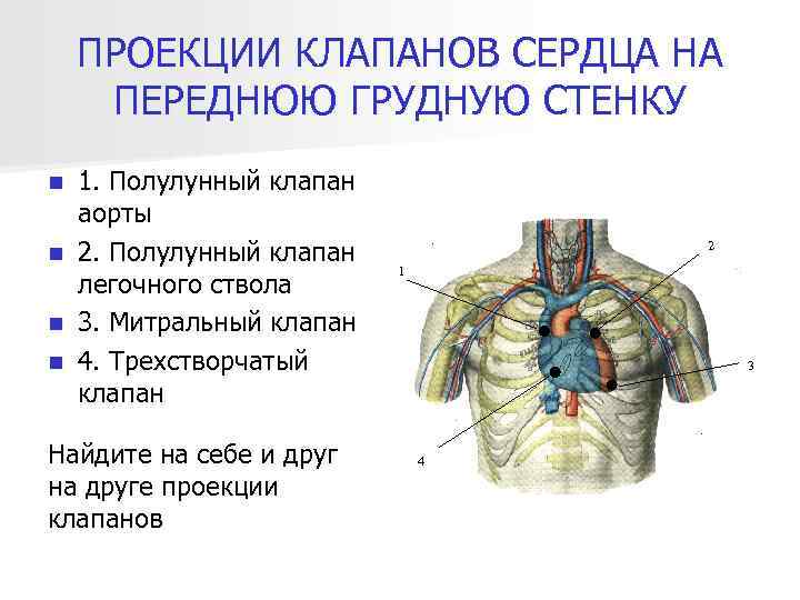 ПРОЕКЦИИ КЛАПАНОВ СЕРДЦА НА ПЕРЕДНЮЮ ГРУДНУЮ СТЕНКУ 1. Полулунный клапан аорты n 2. Полулунный