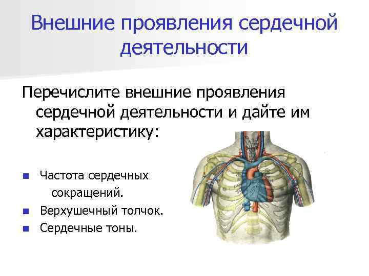 Внешние проявления сердечной деятельности Перечислите внешние проявления сердечной деятельности и дайте им характеристику: Частота