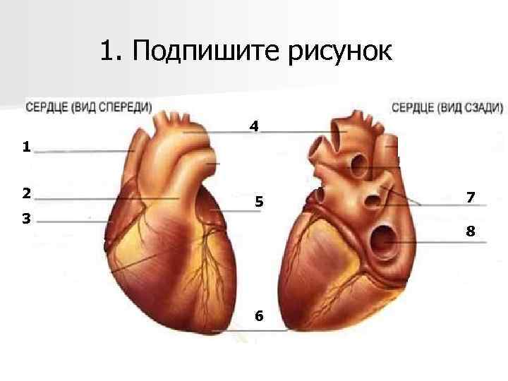 1. Подпишите рисунок 4 1 2 3 5 7 8 6 