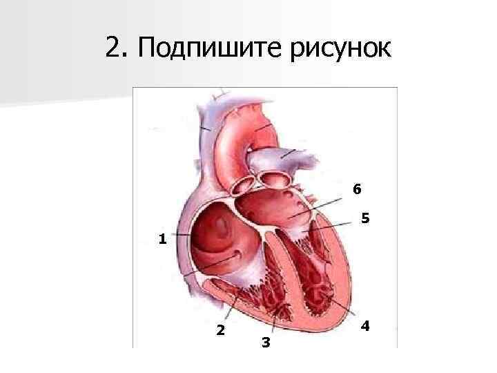 2. Подпишите рисунок 6 5 1 2 3 4 