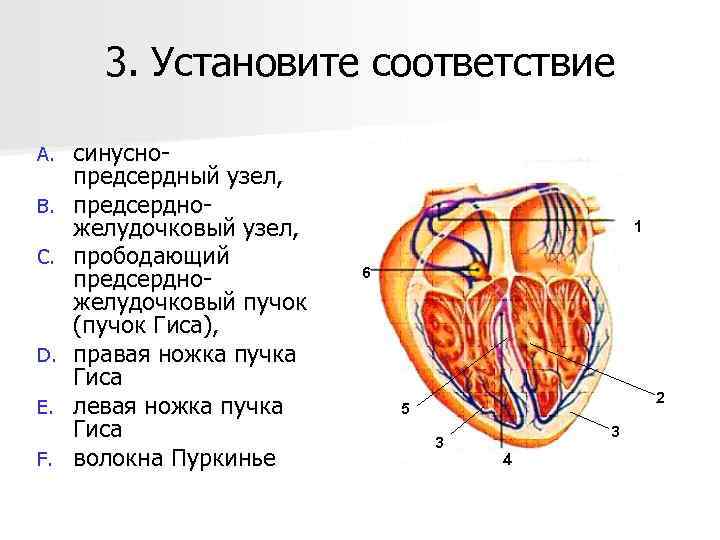 3. Установите соответствие A. B. C. D. E. F. синуснопредсердный узел, предсердножелудочковый узел, прободающий