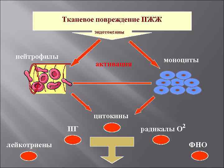 Тканевое повреждение ПЖЖ эндотоксины нейтрофилы активация моноциты цитокины ПГ лейкотриены радикалы О² ФНО 