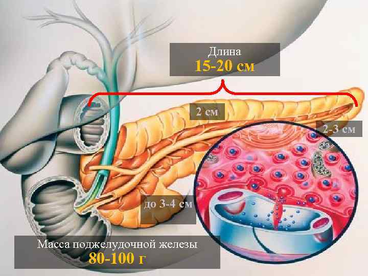 Длина 15 -20 см 2 -3 см до 3 -4 см Масса поджелудочной железы