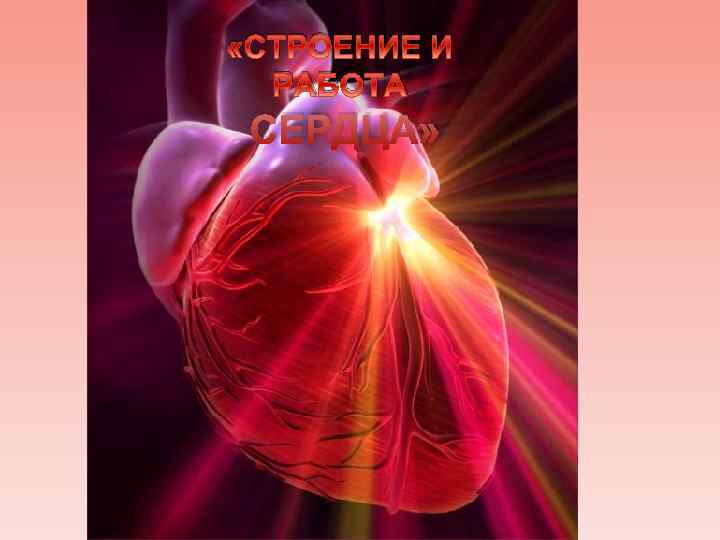  «СТРОЕНИЕ И РАБОТА СЕРДЦА» 