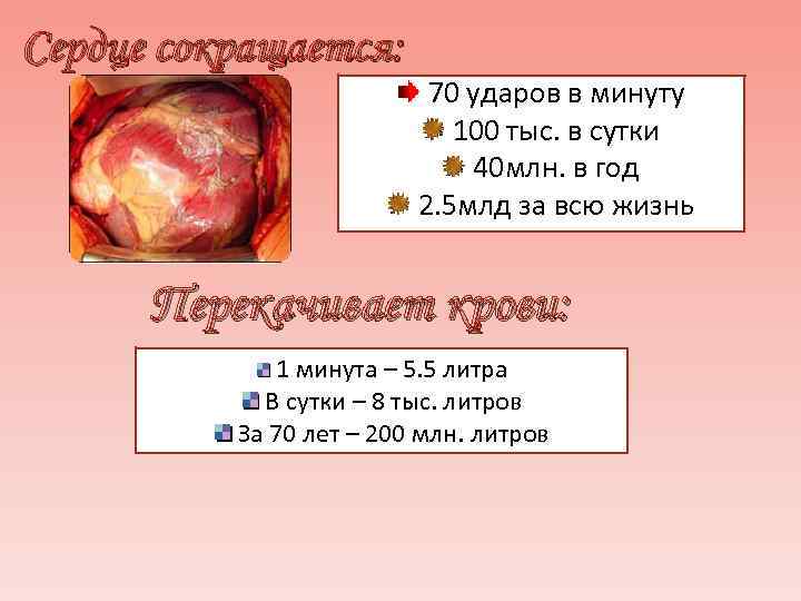 Сердце сокращается: 70 ударов в минуту 100 тыс. в сутки 40 млн. в год