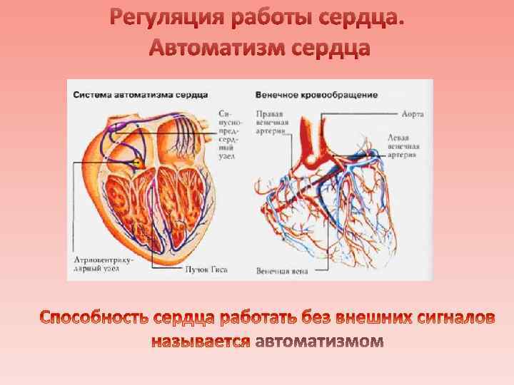 Регуляция работы сердца. Автоматизм сердца 