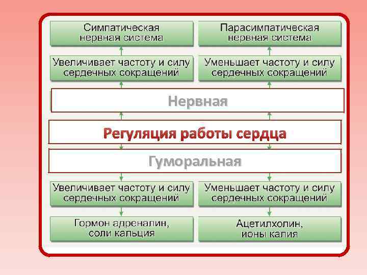 Нервная Регуляция работы сердца Гуморальная 