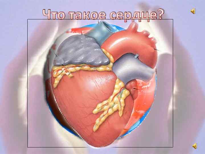Что такое сердце? " 