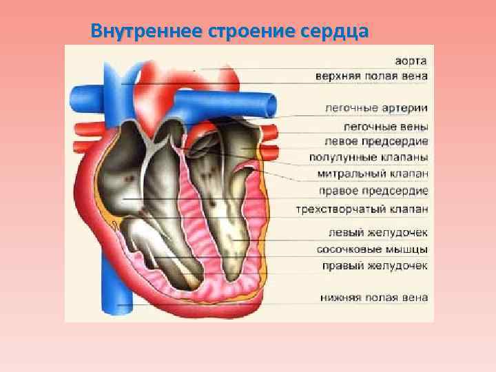 Внутреннее строение сердца 