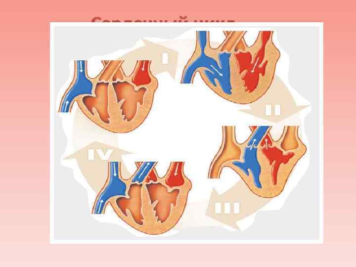 Сердечный цикл 