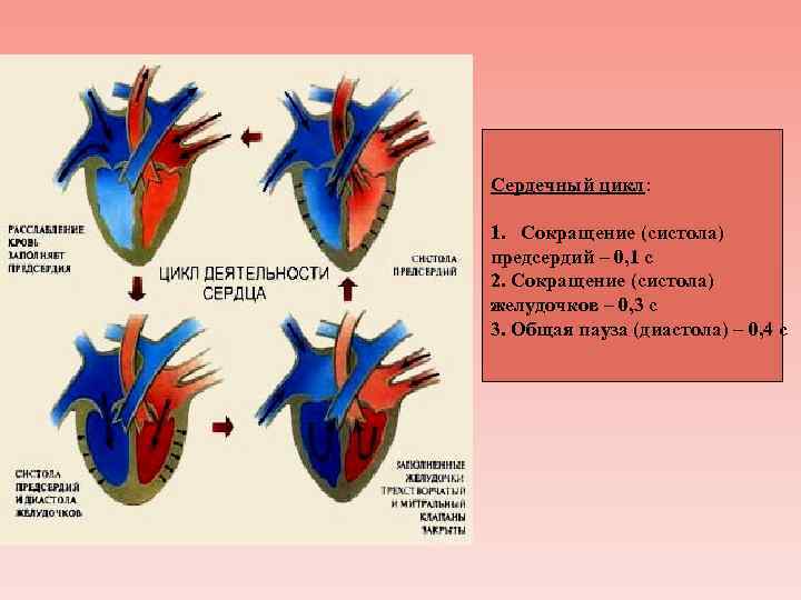 Каковы функции клапанов в фазе систолы предсердий. Диастола предсердий и желудочков. Общая диастола сердца клапаны. Фазы систолы и диастолы. Систола предсердий полулунные клапаны.