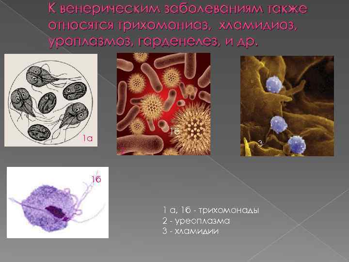 К венерическим заболеваниям также относятся трихомониаз, хламидиоз, уроплазмоз, гарденелез, и др. 1 б 1