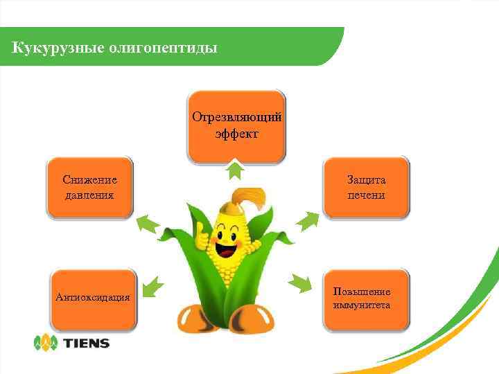 Кукурузные олигопептиды Отрезвляющий эффект Снижение давления Антиоксидация Защита печени Повышение иммунитета 