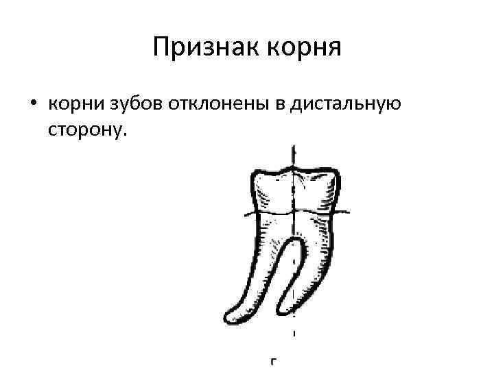 Признаки корня. Признак отклонения корня. Признаки кривизны зубов. Признак угла коронки зуба кривизны и корня.