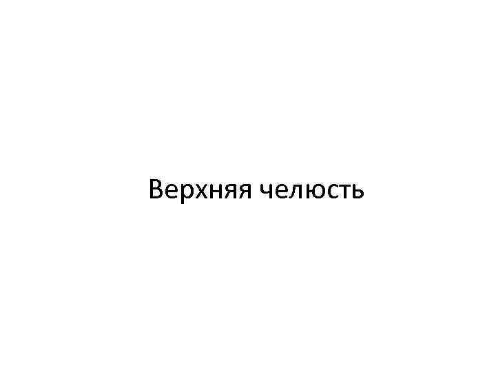 Верхняя челюсть 