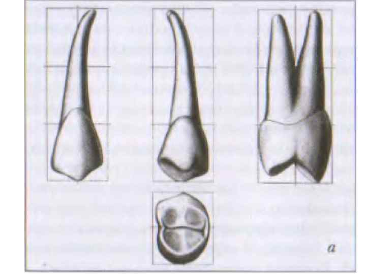 Рисунки анатомии зубов