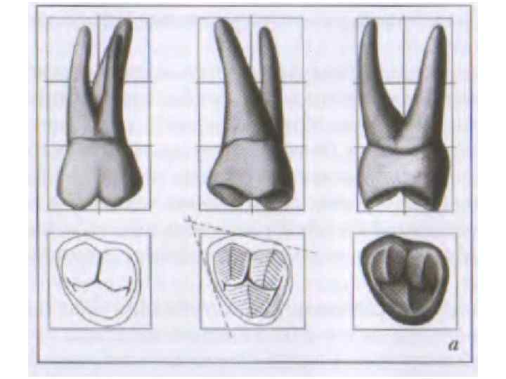 Рисовать анатомию зубов