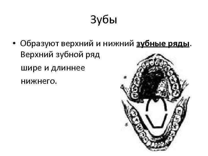 Зубы • Образуют верхний и нижний зубные ряды. Верхний зубной ряд шире и длиннее